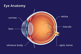 eye anatomy illustrating where the macula is located on an eyeball