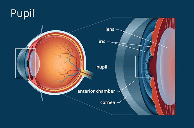 Anatomical drawing of the pupil of the eye. Anatomical drawing of the pupil of the eye.