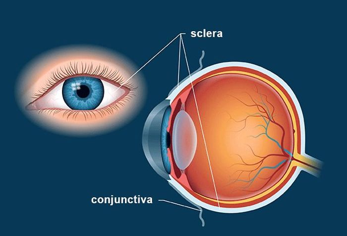 Sclera: The White Of The Eye