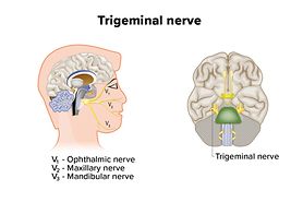 illustration of the trigeminal nerve in the brain (cranial nerve 5)