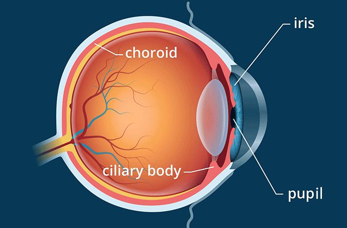 illustration of the ciliary body of the eye anatomy