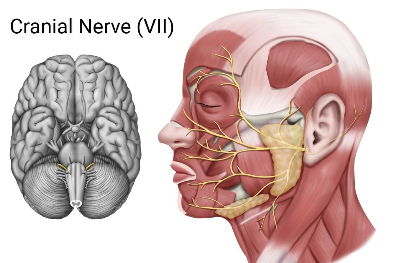 Medical illustration to show where the cranial nerve is located. Medical illustration to show where the cranial nerve is located.