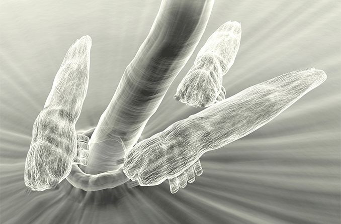 magnified view of eyelid mites around an eyelash follicle.