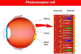 Infographic of photoreceptor cell