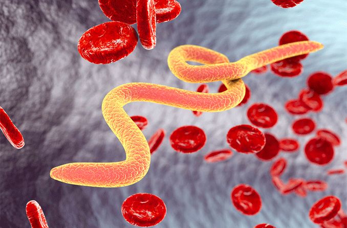 river blindness (Onchocerciasis) worms river blindness (Onchocerciasis) worms