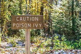 sign post warning of poison ivy