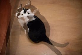 diplopia (double vision) of a cat