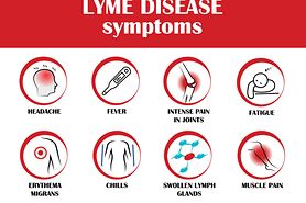Infographic for Lyme disease symptoms