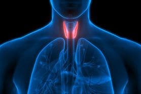 illustration of the thyroid gland in the human body
