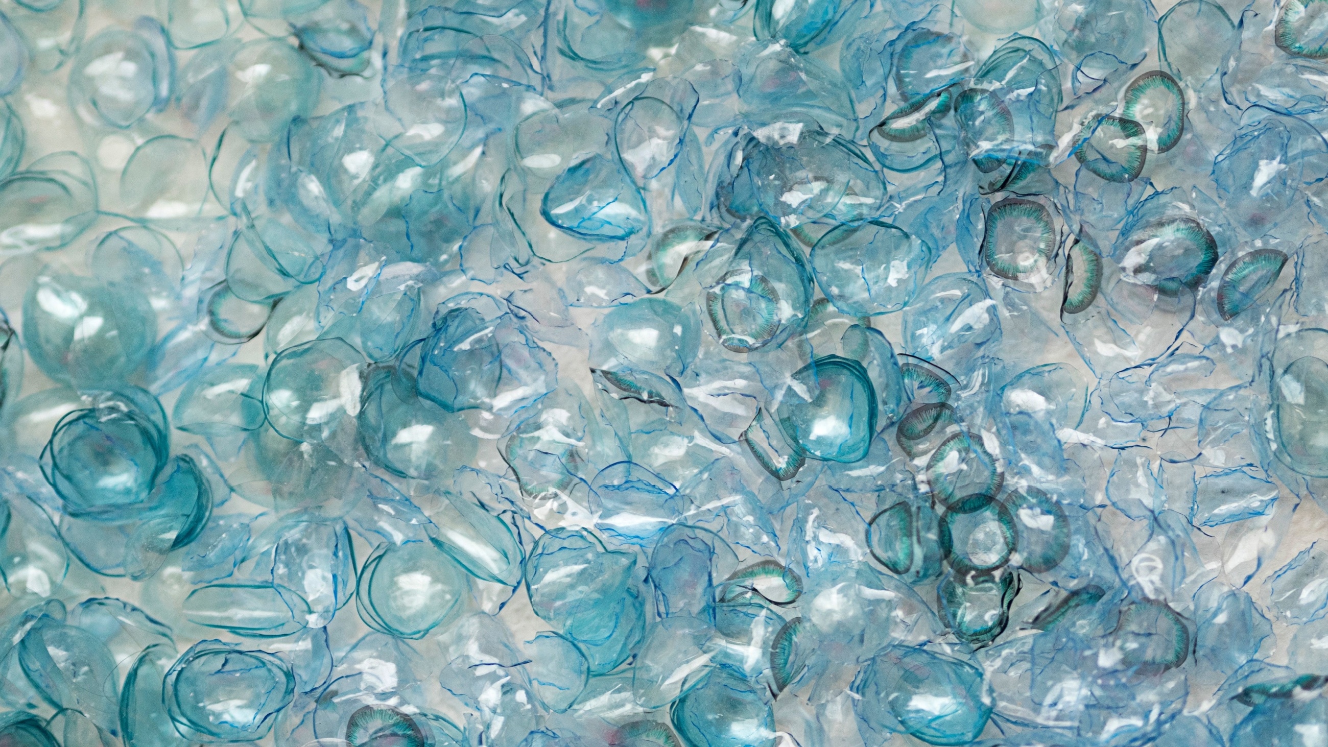 illustration of contact lenses being thrown in the toilet