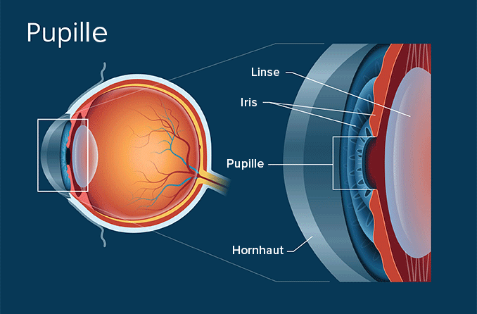 Pupillen - Definition und Funktion der Pupille