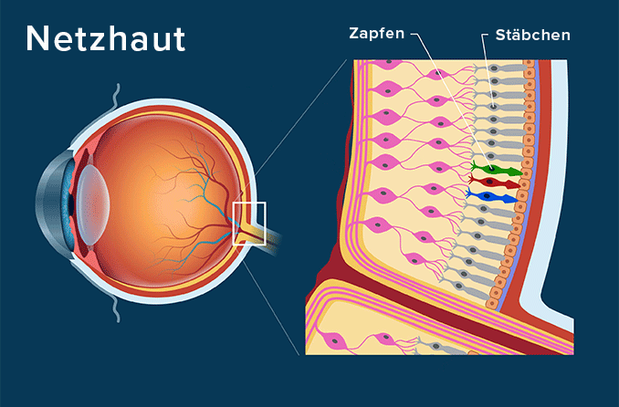 Netzhaut (Retina): Funktion und Aufbau der Netzhaut