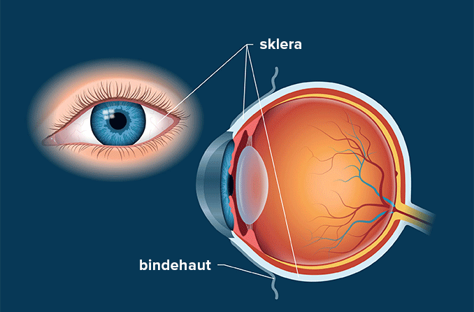 Sklera (Das Weiße des Auges) - Definition und Abbildung
