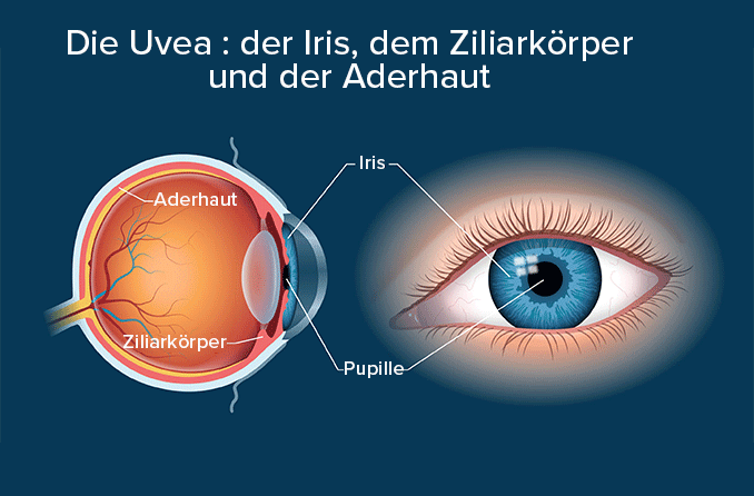 Uvea: Bezeichnung für Iris, Ziliarkörper & Aderhaut
