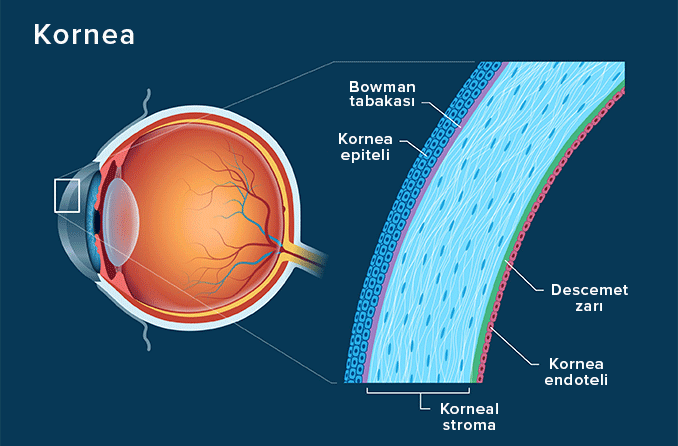 Kornea - Tanımı ve Ayrıntılı Gösterimi