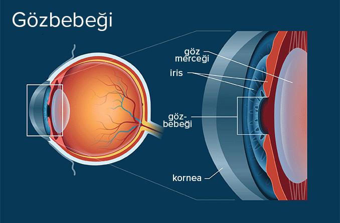 Göz Bebeği - Tanımı ve Ayrıntılı Gösterimi