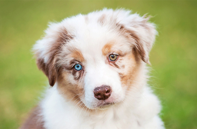 Heterocromia | Um olho de cada cor | All About Vision